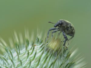 Snou Beetle - Sandro Rosettani (Photo-Cirkel)