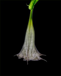 Paul Hendley - Backlit Brugmansia