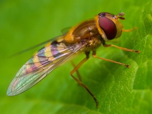 Wendy Collens - A Fly in the Sunlight