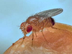 Paul Hendley - Fruit Fly Details