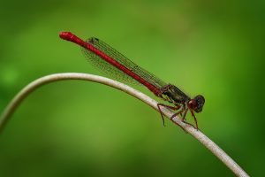 Hortensja Malek - Red Damselfly