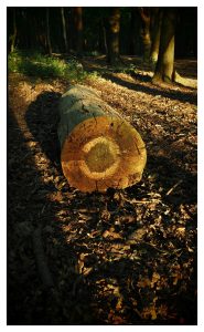 Image by Alan Brown