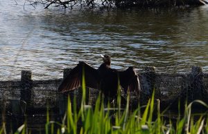 Image by Colin Kilcoyne