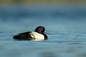 Image by Ian Newell