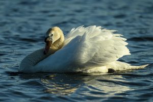Image by Ian Newell