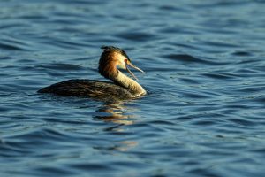 Image by Ian Newell