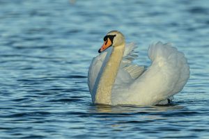 Image by Ian Newell