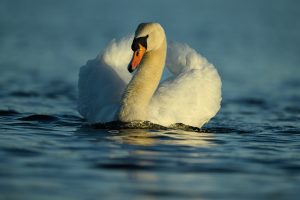 Image by Ian Newell