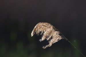 Image by John Fletcher