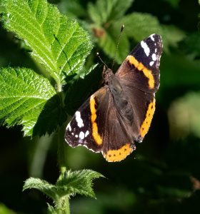 Image by John Fletcher