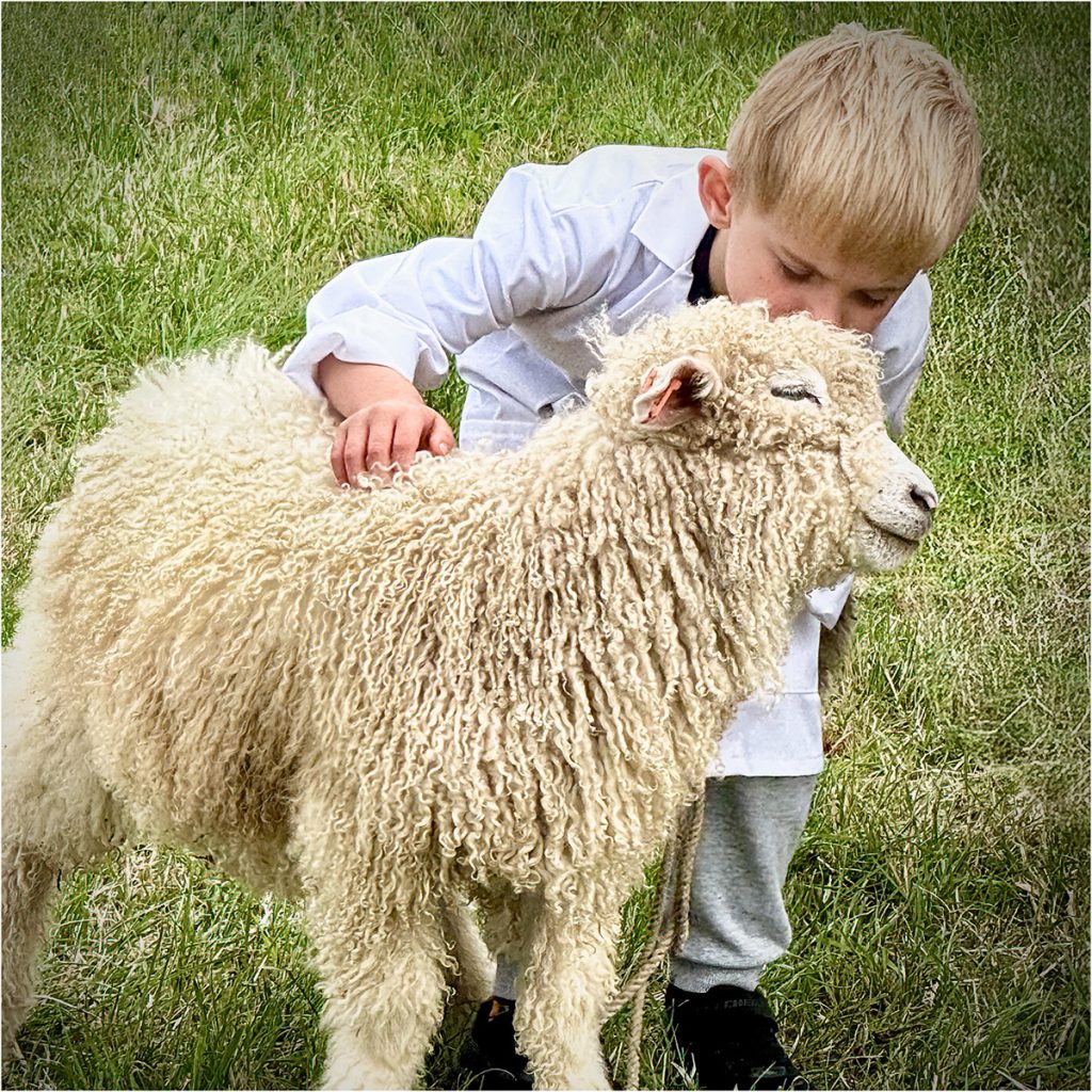 Chris Bean - The Sheep Whisperer