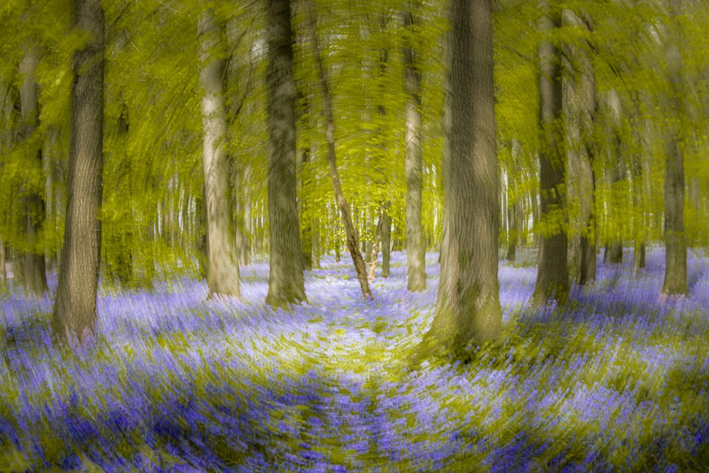 Into the Bluebell Wood