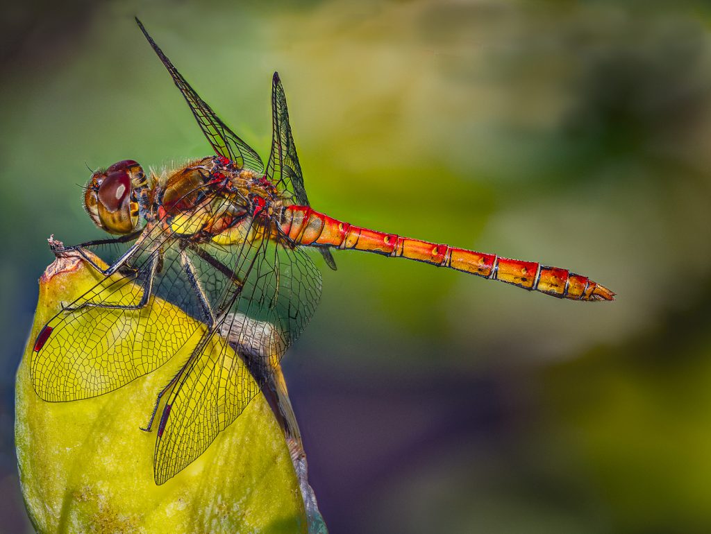 Dragonfly at Rest