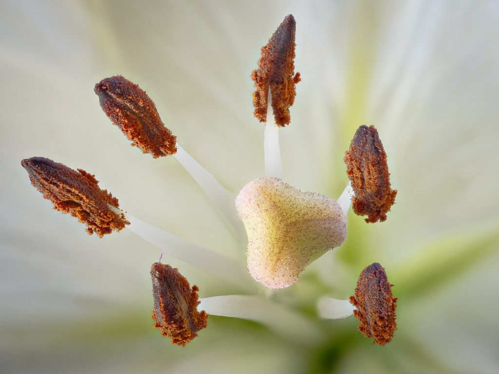 Lily calling Pollinators