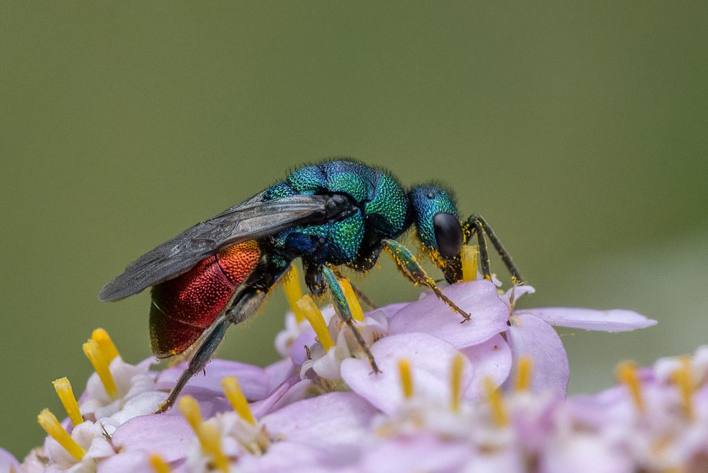 Lesley Taylor - Cuckoo Wasp