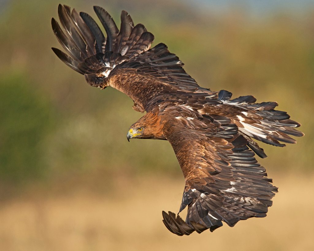 Wendy Collens - Golden Eagle in Gliding