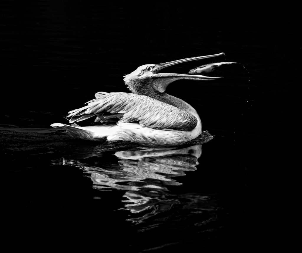 A Perfect Catch