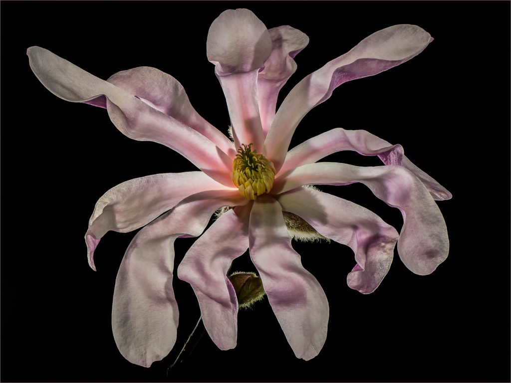 Backlit Magnolia Reaching Out