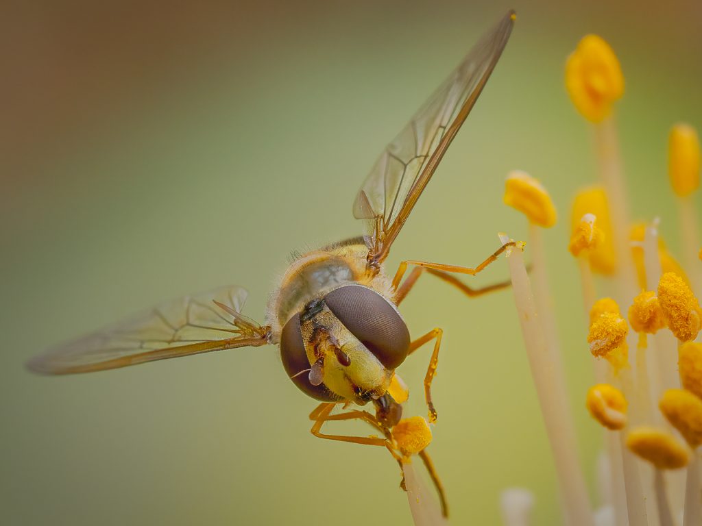 Paul Hendley - Hover Fly Feeding