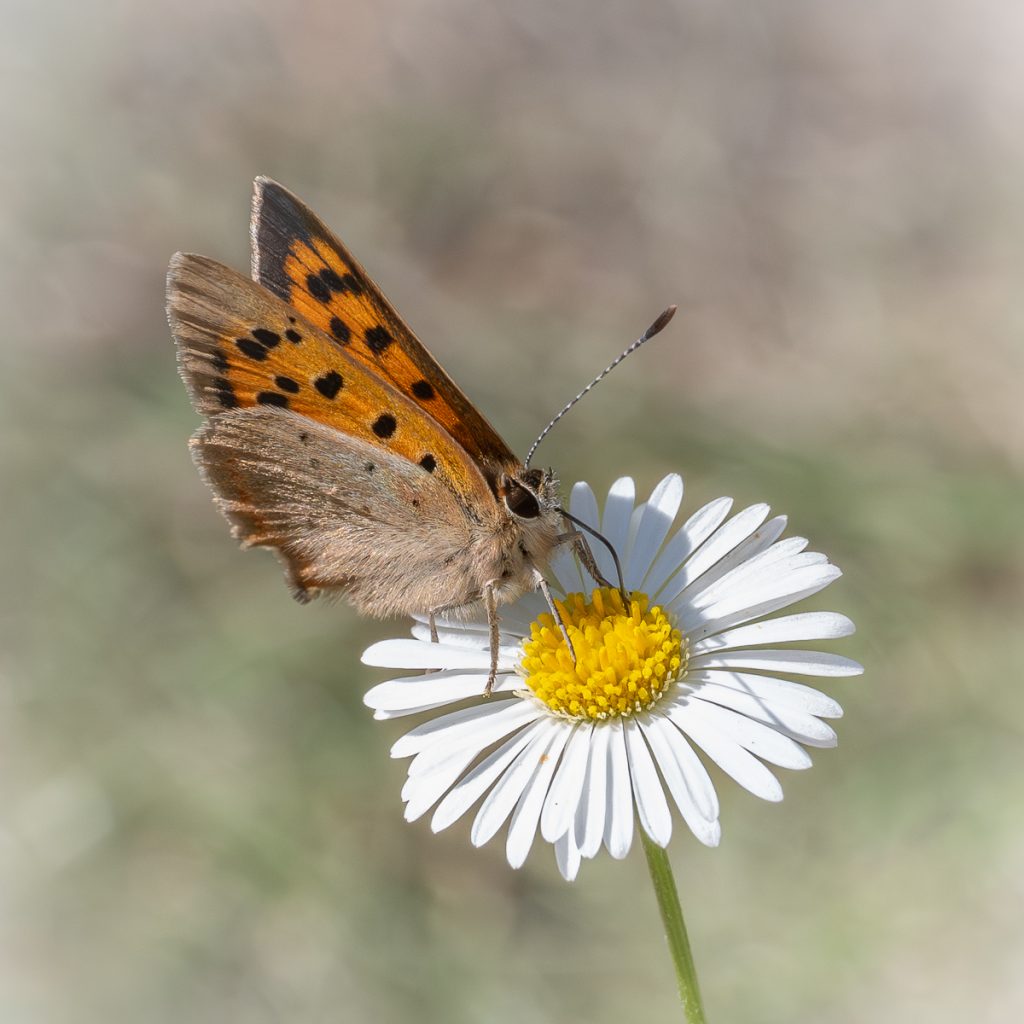 Lesley Taylor - Small Copper