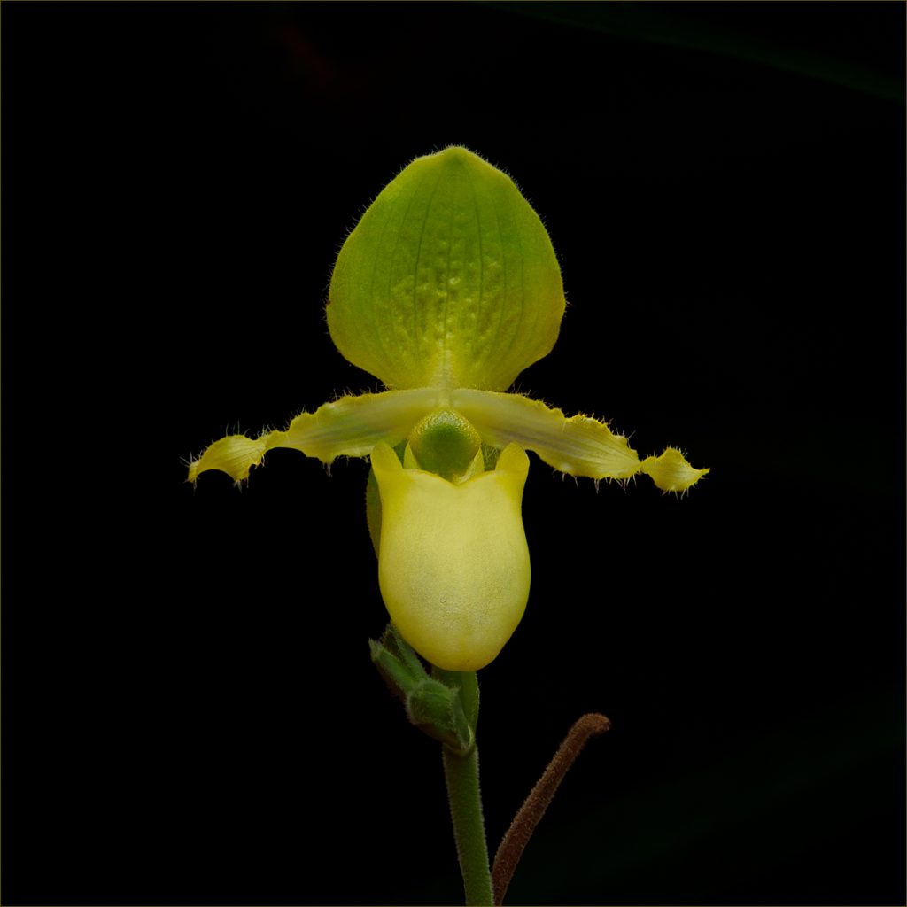 Cruciform Costa Rican Orchid