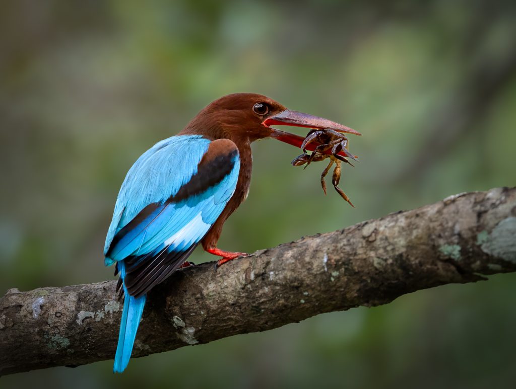 Lesley Taylor - White-breasted Kingfisher with Crab