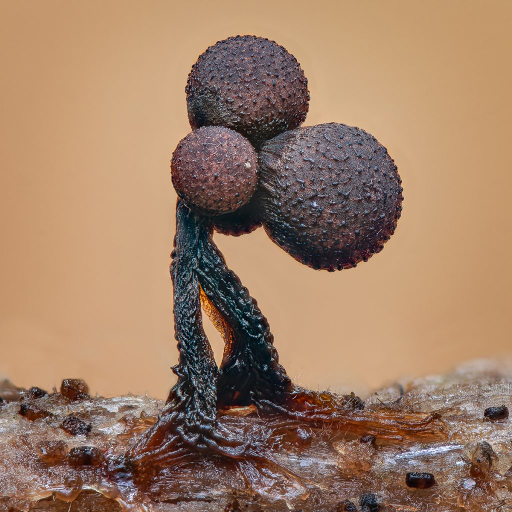 Paul Hendley - 2mm tall Cribraria Sporocarps