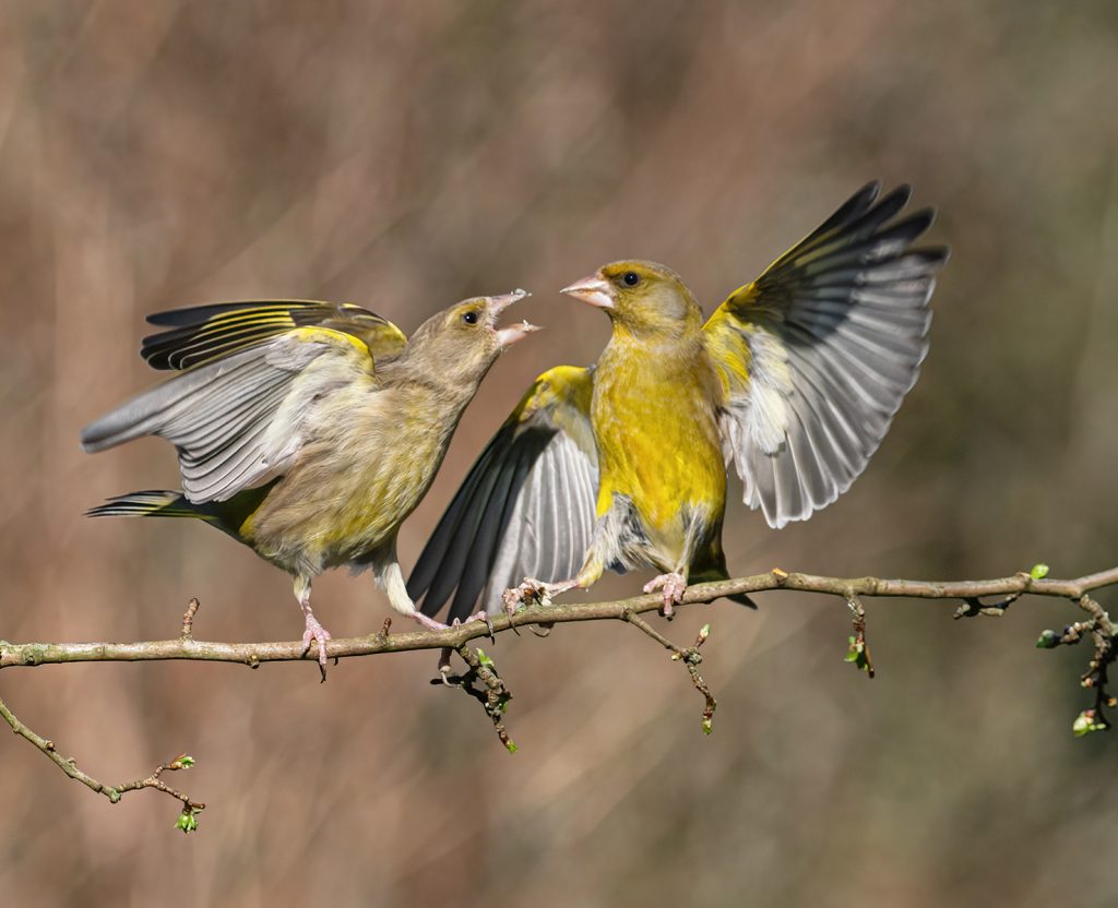 Vivien Smith - Squabbling Greenfinches