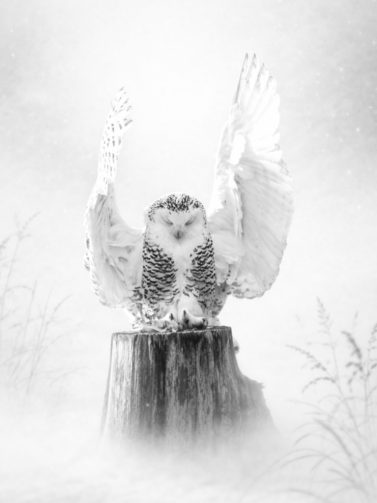 Hortensja Malek - Silent Benediction