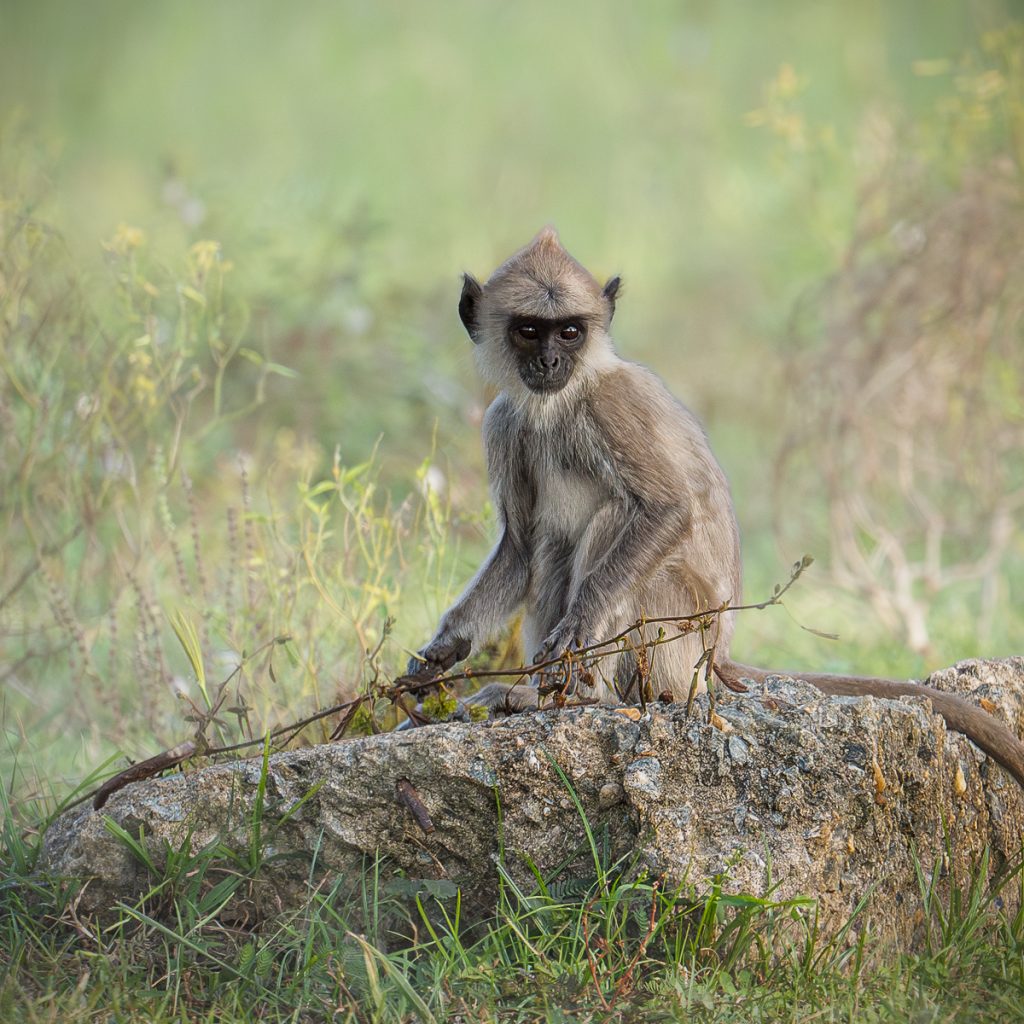 Lesley Taylor - Young Langur on his Rock