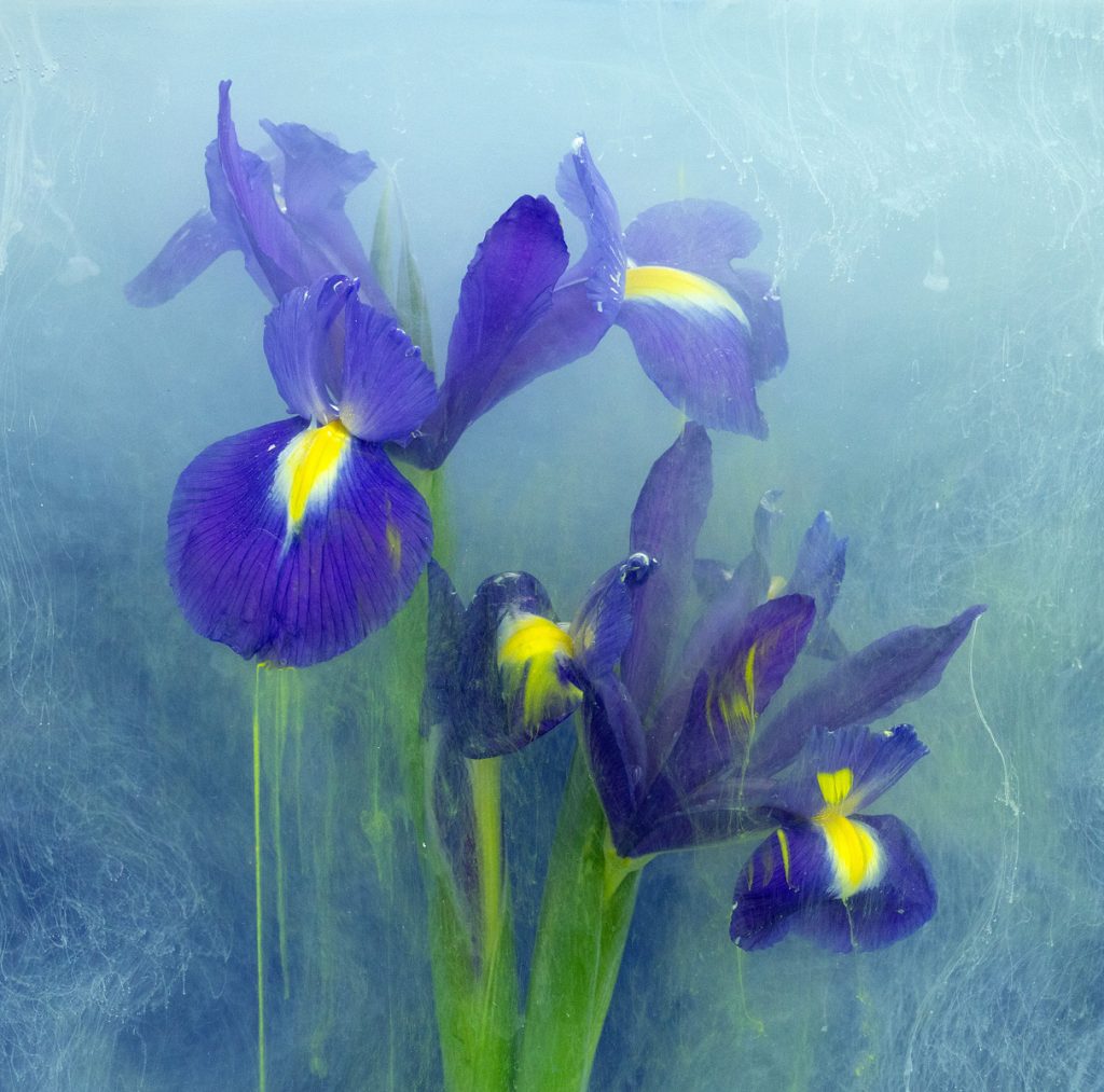 Pat Svanberg - Tranquil Irises
