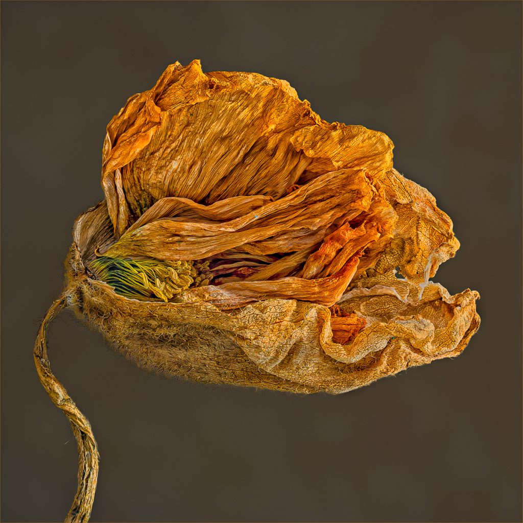 Beauty in Death and Decay