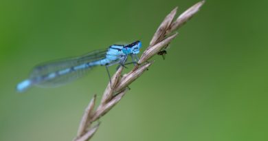 Nature SIG – Trip to Tice’s Meadow